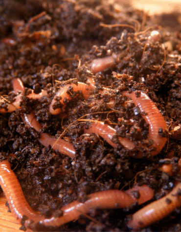 Regenwürmer in Erde