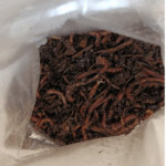 Angelwürmer Dendrobena 50, 100, 200, 500 oder 1000 Stk.