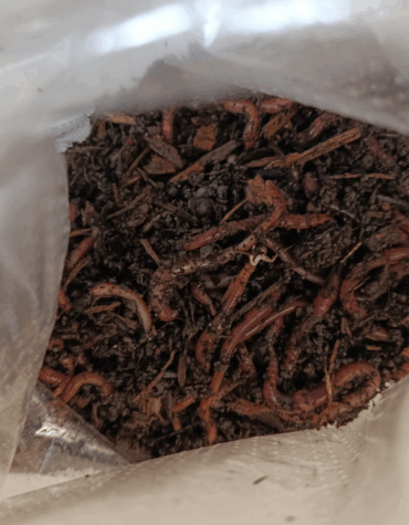 Angelwürmer Dendrobena 50, 100, 200, 500 oder 1000 Stk.