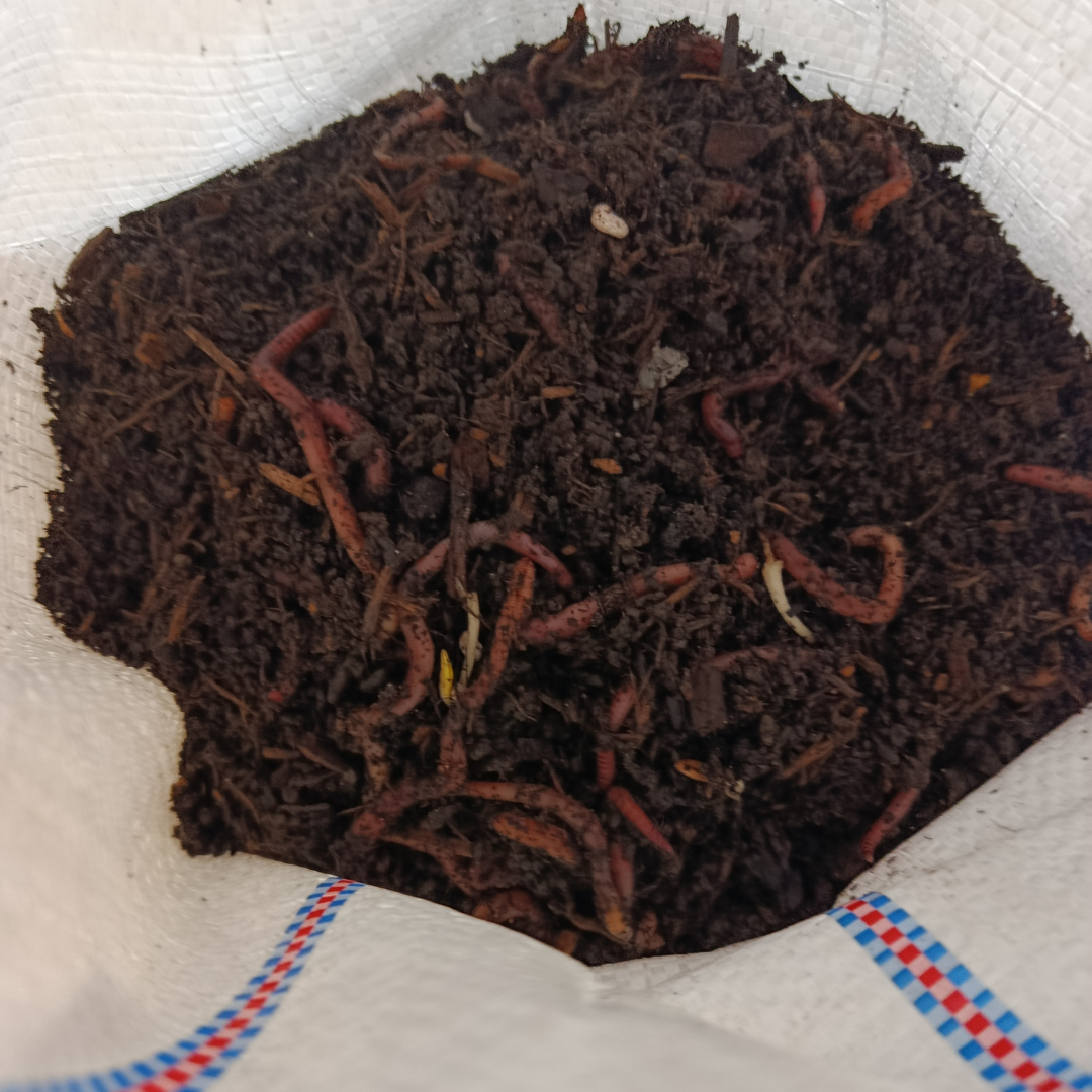 Angelwürmer Dendrobena 50, 100, 200, 500 oder 1000 Stk. – Bild 3