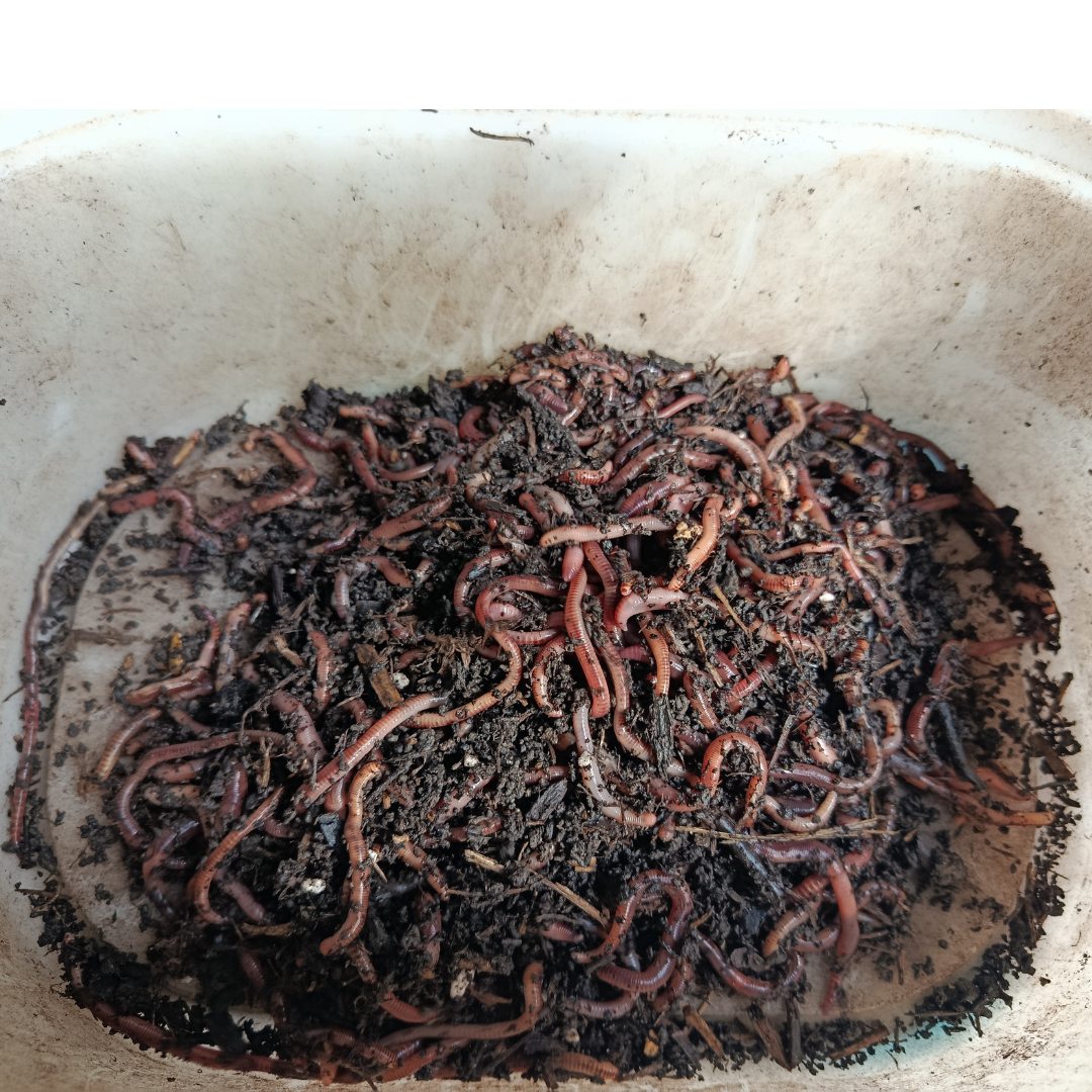 Angelwürmer Dendrobena 50, 100, 200, 500 oder 1000 Stk. – Bild 6